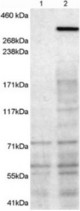 Antibody (1 ug/ml) staining of 1) untransfected HEK293T cells 2) HEK293T cells transfected with mouse NBEA. Detected by chemiluminescence. Data kindly provided by Professor John Creemers, K. U. Leuven, Belgium.