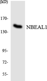 Western blot of the lysates from HeLa cells using NBEAL1 antibody.
