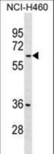 MDH1B Antibody western blot of NCI-H460 cell line lysates (35 ug/lane). The MDH1B antibody detected the MDH1B protein (arrow).