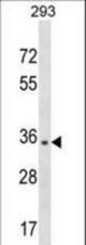 NUBP1 Antibody western blot of 293 cell line lysates (35 ug/lane). The NUBP1 antibody detected the NUBP1 protein (arrow).