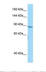 Western blot of Human HepG2. NBPF10 antibody dilution 1.0 ug/ml.