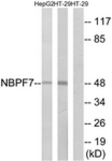 Western blot of extracts from HT-29/HepG2 cells, using NBPF7 Antibody. The lane on the right is treated with the synthesized peptide.