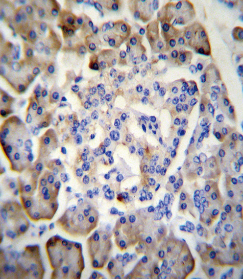 MDK Antibody immunohistochemistry of formalin-fixed and paraffin-embedded human pancreas tissue followed by peroxidase-conjugated secondary antibody and DAB staining.