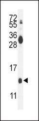 MDK Antibody western blot of mouse kidney tissue lysates (35 ug/lane). The MDK antibody detected the MDK protein (arrow).