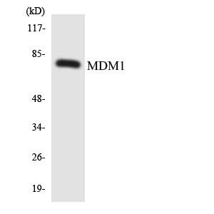 Western blot of the lysates from HepG2 cells using MDM1 antibody.