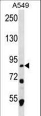 MDM1 Antibody western blot of A549 cell line lysates (35 ug/lane). The MDM1 antibody detected the MDM1 protein (arrow).