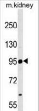 NCAM2 Antibody western blot of mouse kidney tissue lysates (35 ug/lane). The NCAM2 antibody detected the NCAM2 protein (arrow).