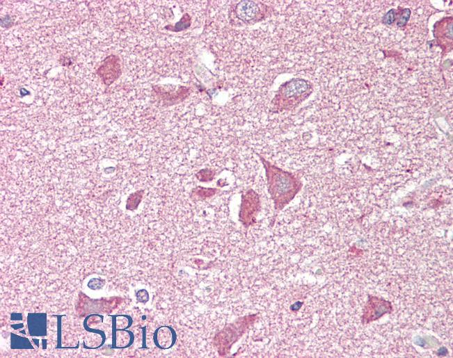 Anti-NCAM2 antibody IHC of human brain, cortex. Immunohistochemistry of formalin-fixed, paraffin-embedded tissue after heat-induced antigen retrieval. Antibody LS-B7344 concentration 3.75 ug/ml.