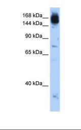Jurkat cell lysate. Antibody concentration: 0.5 ug/ml. Gel concentration: 12%.