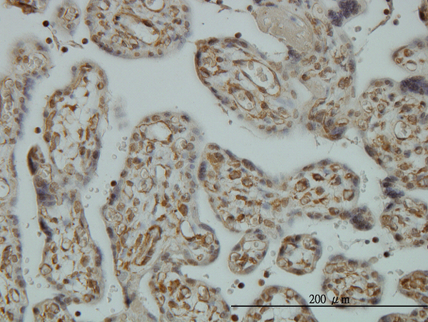 Immunoperoxidase of monoclonal antibody to CNAP1 on formalin-fixed paraffin-embedded human placenta. [antibody concentration 3 ug/ml]