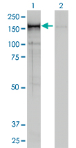 Western blot of CNAP1 expression in transfected 293T cell line by CNAP1 monoclonal antibody (M01), clone 4C12.