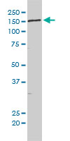 KIAA0056 monoclonal antibody (M01), clone 1D5 Western blot of KIAA0056 expression in HeLa NE.