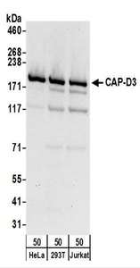 Detection of Human CAP-D3 by Western Blot. Samples: Whole cell lysate (50 ug) from HeLa, 293T, and Jurkat cells. Antibodies: Affinity purified rabbit anti-CAP-D3 antibody used for WB at 0.1 ug/ml. Detection: Chemiluminescence with an exposure time of 30 seconds.