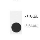 Dot blot of anti-hMDM2-T218 Phospho-specific antibody on nitrocellulose membrane. 50ng of Phospho-peptide or Non Phospho-peptide per dot were adsorbed. Antibody working concentrations are 0.5ug per ml.