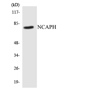 Western blot of the lysates from COLO205 cells using NCAPH antibody.