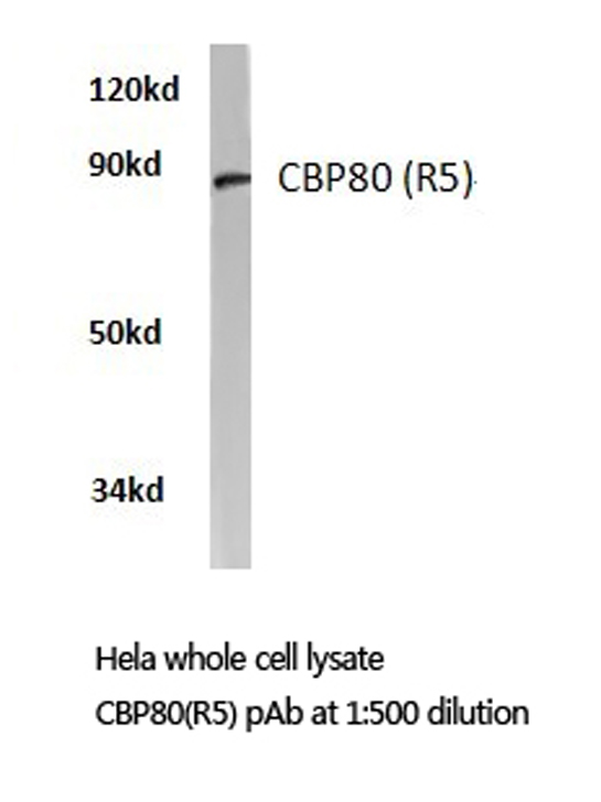 Western blot of CBP80 (R5) pAb in extracts from HeLa cells.