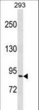 NCBP1 Antibody western blot of 293 cell line lysates (35 ug/lane). The NCBP1 antibody detected the NCBP1 protein (arrow).