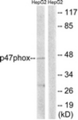 Western blot of extracts from HepG2 cells, treated with TNF 20 ng/ml 5', using p47 phox (Ab-345) Antibody. The lane on the right is treated with the synthesized peptide.