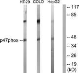 Western blot of extracts from HT-29/COLO205/HepG2 cells,, using p47 phox Antibody. The lane on the right is treated with the synthesized peptide.