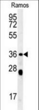 NCF1 Antibody western blot of Ramos cell line lysates (35 ug/lane). The NCF1 antibody detected the NCF1 protein (arrow).