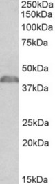 NCF1 antibody (0.03 ug/ml) staining of Mouse Thymus lysate (35 ug protein in RIPA buffer). Primary incubation was 1 hour. Detected by chemiluminescence.