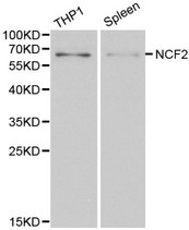 Western blot of NCF2 pAb in extracts from THP1 cells and mouse spleen tissue.
