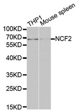 Western blot analysis of THP1 cell and mouse spleen cell lysate using NCF2 antibody.