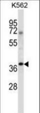 NCK1 Antibody western blot of K562 cell line lysates (35 ug/lane). The NCK1 antibody detected the NCK1 protein (arrow).