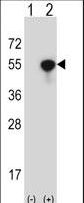 Western blot of NCK1 (arrow) using rabbit polyclonal NCK1 Antibody. 293 cell lysates (2 ug/lane) either nontransfected (Lane 1) or transiently transfected (Lane 2) with the NCK1 gene.
