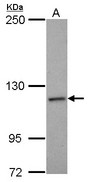 Sample (30 ug of whole cell lysate) A: U87-MG 5% SDS PAGE NCKAP1 antibody diluted at 1:1000