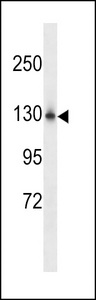 NCKPL Antibody western blot of mouse stomach tissue lysates (35 ug/lane). The NCKPL antibody detected the NCKPL protein (arrow).