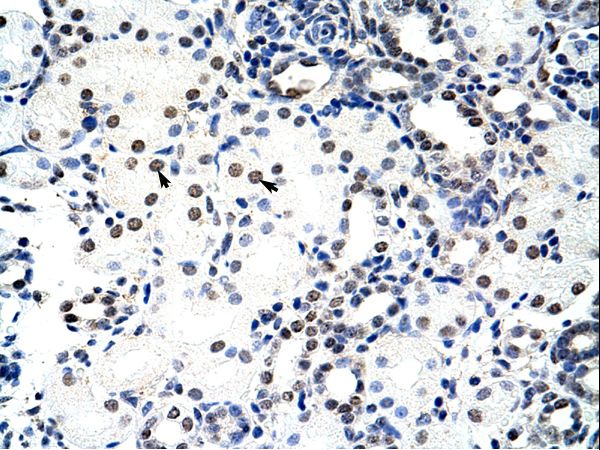NCL / Nucleolin antibody LS-C31387 was used in IHC to stain formalin-fixed, paraffin-embedded human kidney.