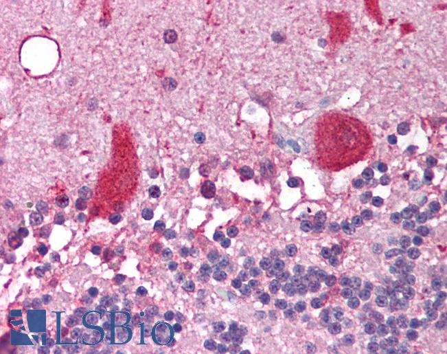 Anti-NCOA1 antibody IHC of human brain, cerebellum. Immunohistochemistry of formalin-fixed, paraffin-embedded tissue after heat-induced antigen retrieval. Antibody LS-B1702 concentration 5 ug/ml.