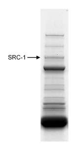 Immunoprecipitation of SRC1. Samples: Nuclear extract (10 mg) from HeLa cells. Antibody: Affinity purified rabbit anti-SRC1 used at 20 ug/10 mg extract. Detection: Coomassie Brilliant Blue R250 staining of SDS-PAGE gel followed by mass spectrometry to confirm the identity of the band that is SRC1.