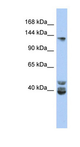 NCOA1 antibody LS-C109852 Western blot of NCI-H226 cell lysate.