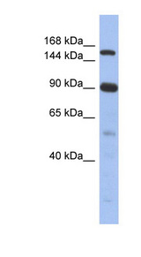 NCOA2 antibody LS-C110326 Western blot of Fetal Thymus lysate.