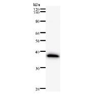 Western blot analysis of immunized recombinant protein, using anti-NCOA2 monoclonal antibody.