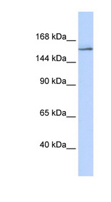 NCOA3 antibody LS-B3493 Western blot of 293T cell lysate.