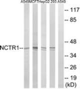 Western blot of extracts from 293/HepG2/MCF-7/A549 cells, using NCR1 Antibody. The lane on the right is treated with the synthesized peptide.