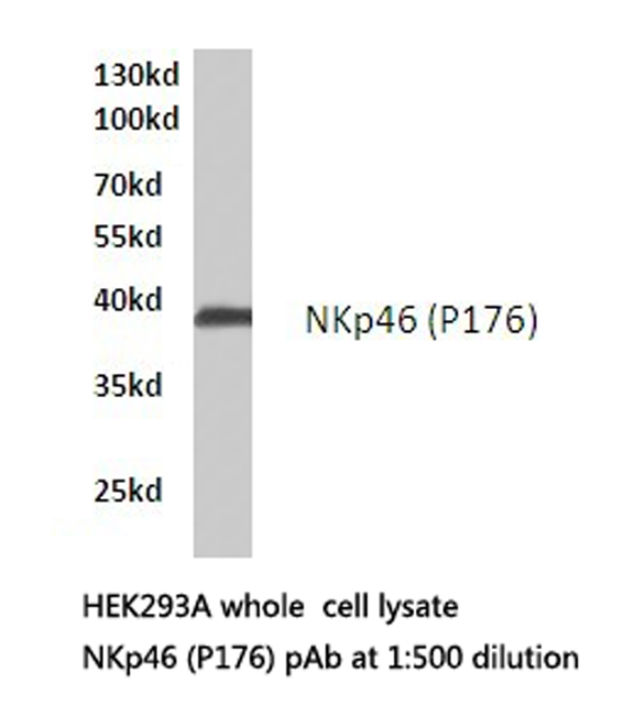 Western blot of NKp46 (P176) pAb in extracts from HEK293A cells.