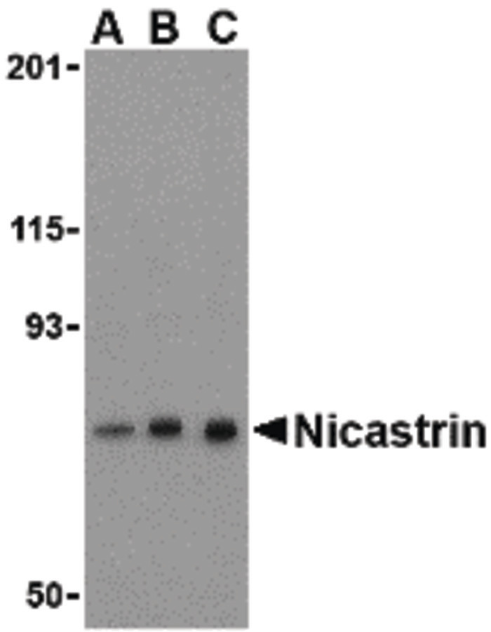 Western blot of Nicastrin in mouse brain tissue lysate with Nicastrin antibody at (A) 0.5, (B) 1, and (C) 2 ug/ml.