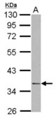 Sample (30 ug of whole cell lysate) A: IMR32 10% SDS PAGE NDE1 antibody diluted at 1:500