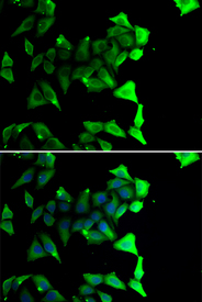 Immunofluorescence blot of A549 cell using NDE1 antibody. Blue: DAPI for nuclear staining.