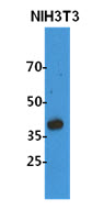 Western Blot: The cell lysates (40 ug) were resolved by SDS-PAGE, transferred to PVDF membrane and probed with anti-human NDE1antibody Proteins were visualized using a goat anti-mouse secondary antibody conjugated to HRP and an ECL detection system