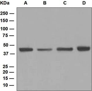 Western blot analysis on (A) SH-SY5Y, (B) HeLa, (C) Jurkat, and (D) 293T cell lysates using anti-Nudel antibody.