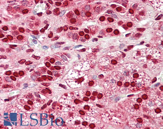 Anti-NDFIP1 / N4WBP5 antibody IHC staining of human adrenal. Immunohistochemistry of formalin-fixed, paraffin-embedded tissue after heat-induced antigen retrieval.