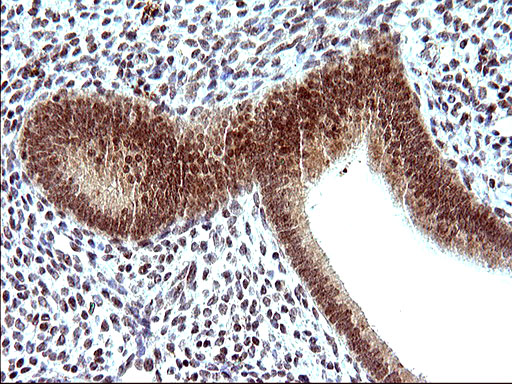 IHC of paraffin-embedded Human endometrium tissue using anti-NDN mouse monoclonal antibody. (Heat-induced epitope retrieval by 10mM citric buffer, pH6.0, 120°C for 3min).