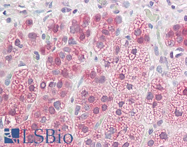 Anti-NDRG2 antibody IHC staining of human adrenal. Immunohistochemistry of formalin-fixed, paraffin-embedded tissue after heat-induced antigen retrieval.