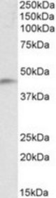 NDRG2 antibody (0.1 ug/ml) staining of Human Temporal Cortex lysate (35 ug protein/ml in RIPA buffer). Primary incubation was 1 hour. Detected by chemiluminescence.
