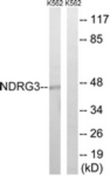 Western blot of extracts from K562 cells, using NDRG3 Antibody. The lane on the right is treated with the synthesized peptide.